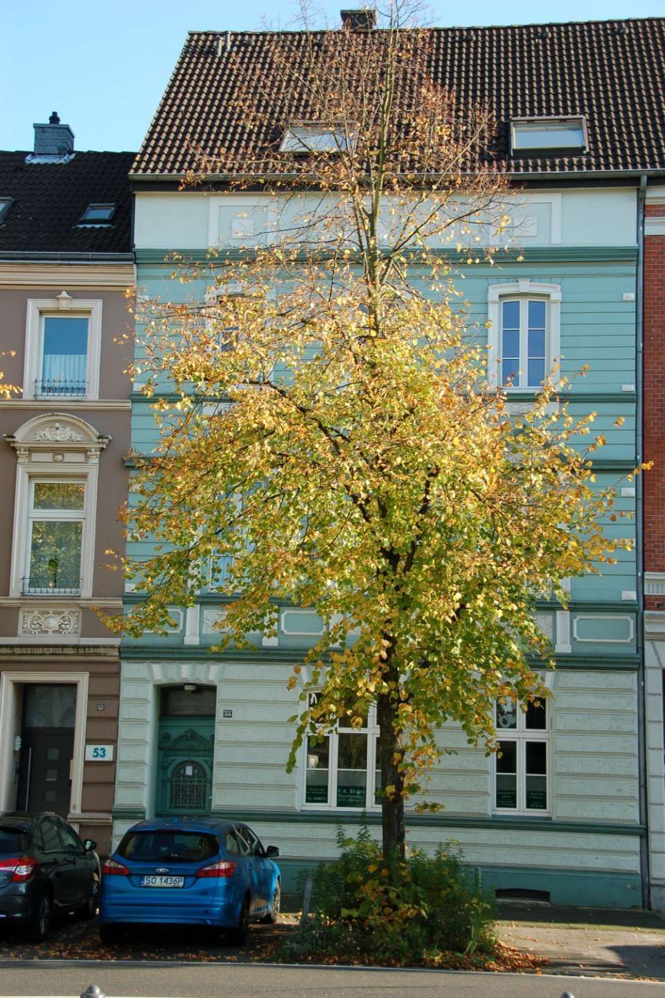 Laubbaum vorm Stadthaus