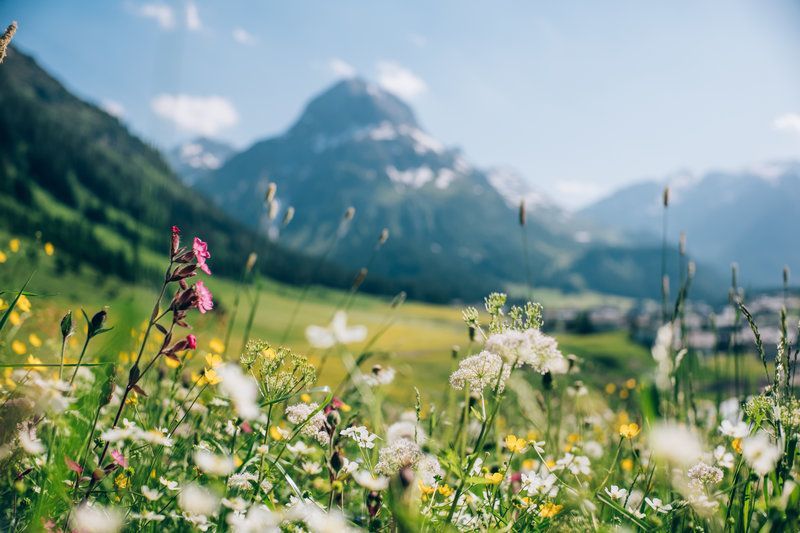 ein Feld mit Blumen und Bergen im Hintergrund .