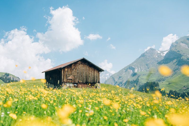 Ein Holzhaus steht in einem Feld mit gelben Blumen und Bergen im Hintergrund .