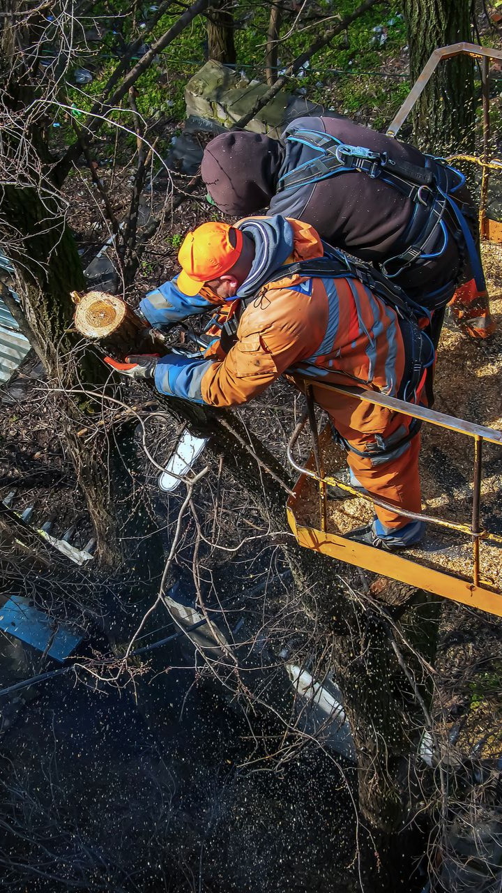 Deux ouvriers en tenue de sécurité coupent des branches d'un arbre sur une plateforme.