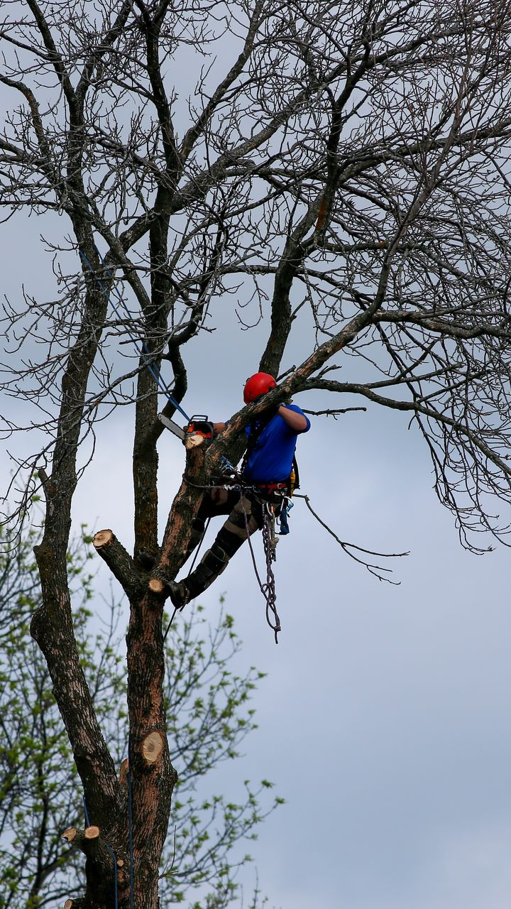 Un arboriste harnaché, casqué de rouge, taille un grand arbre sur fond de ciel nuageux.