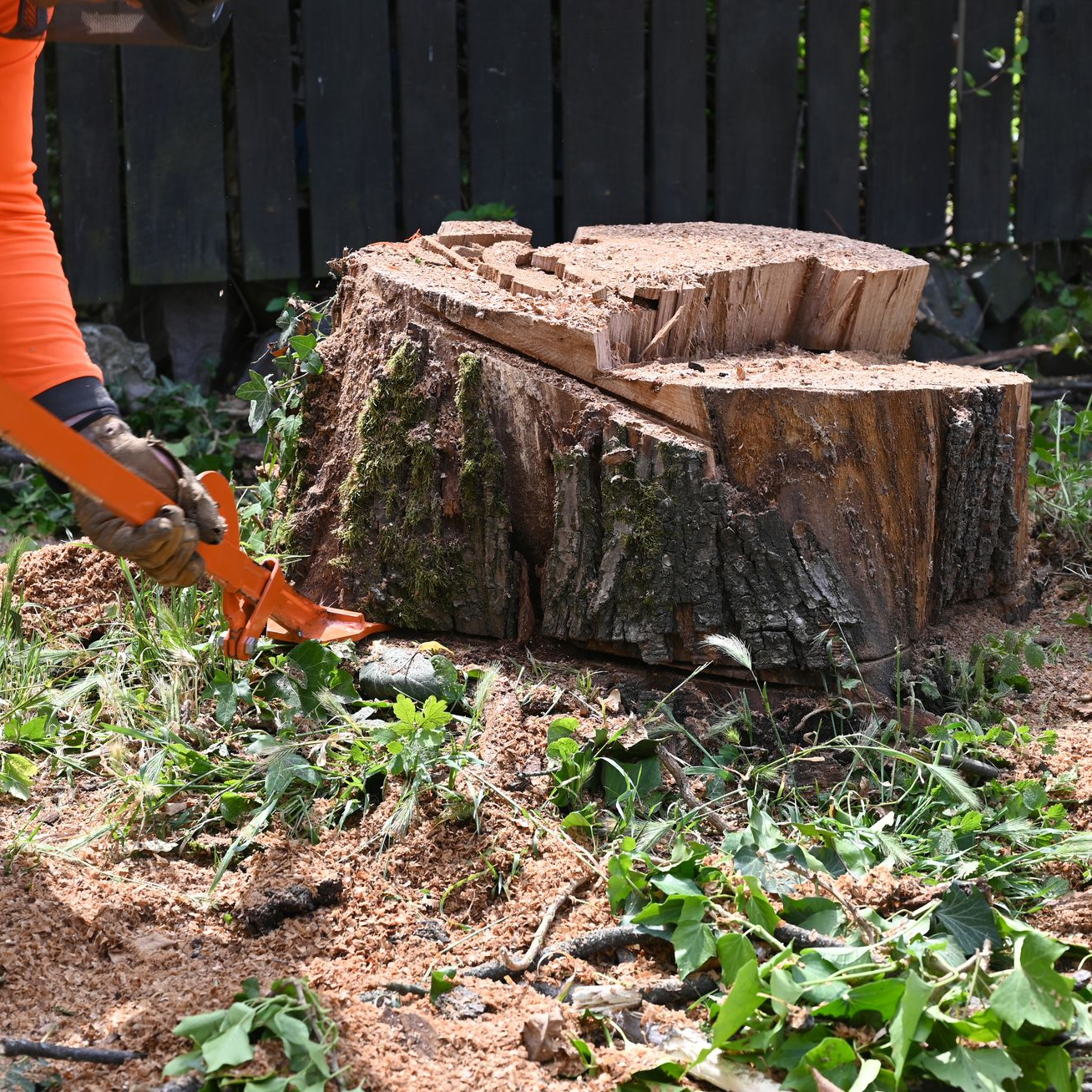 Une personne utilise un outil pour couper une grosse souche d'arbre dans un jardin, de la sciure de bois et des plantes vertes entourent le tout.