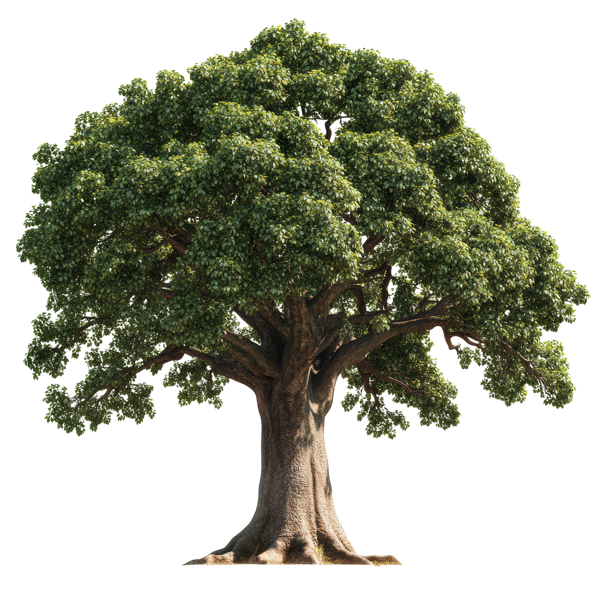 Grand arbre mature au tronc épais et au feuillage vert dense, isolé sur fond blanc.