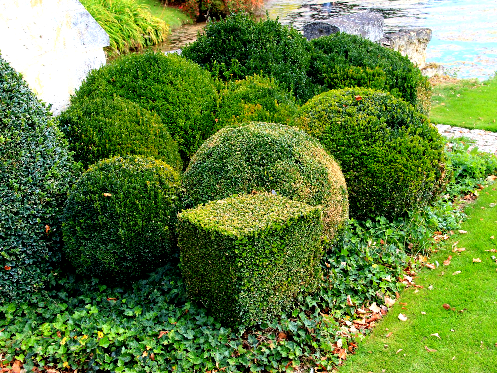 Arbustes verts, arrondis et carrés, dans un massif de jardins avec couvre-sol vert et gazon.