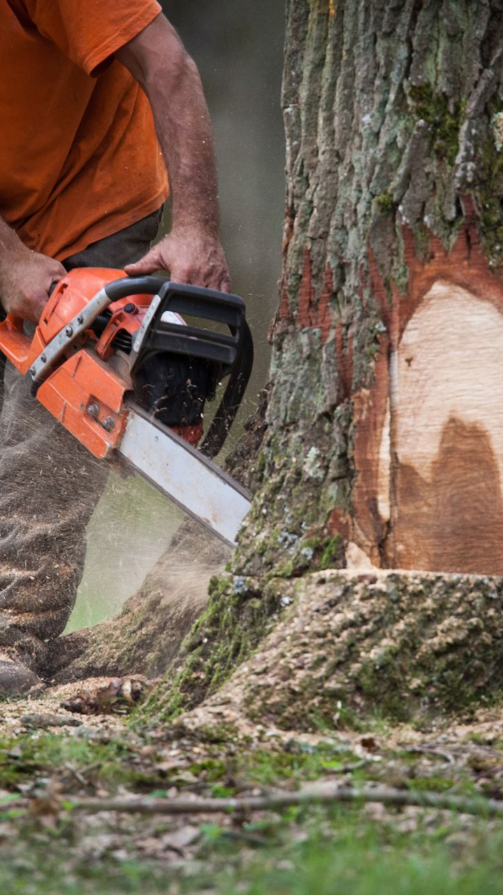 Une personne en chemise orange utilise une tronçonneuse pour abattre un arbre.