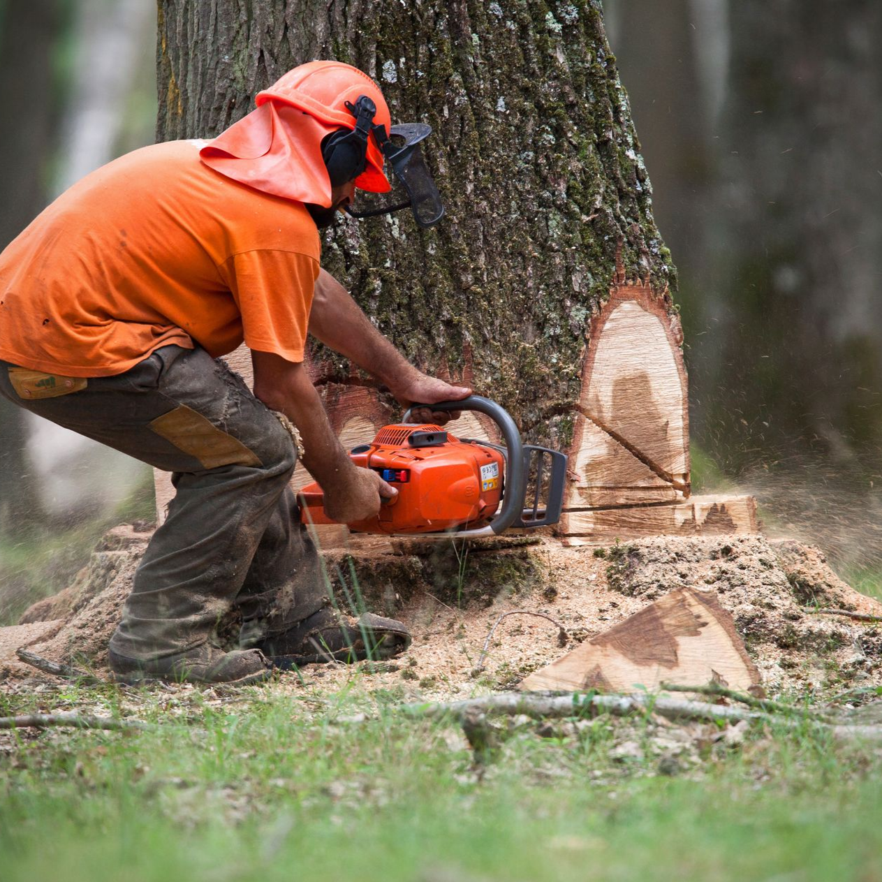 Bûcheron en tenue de sécurité orange coupant un tronc d'arbre à la tronçonneuse dans une forêt.