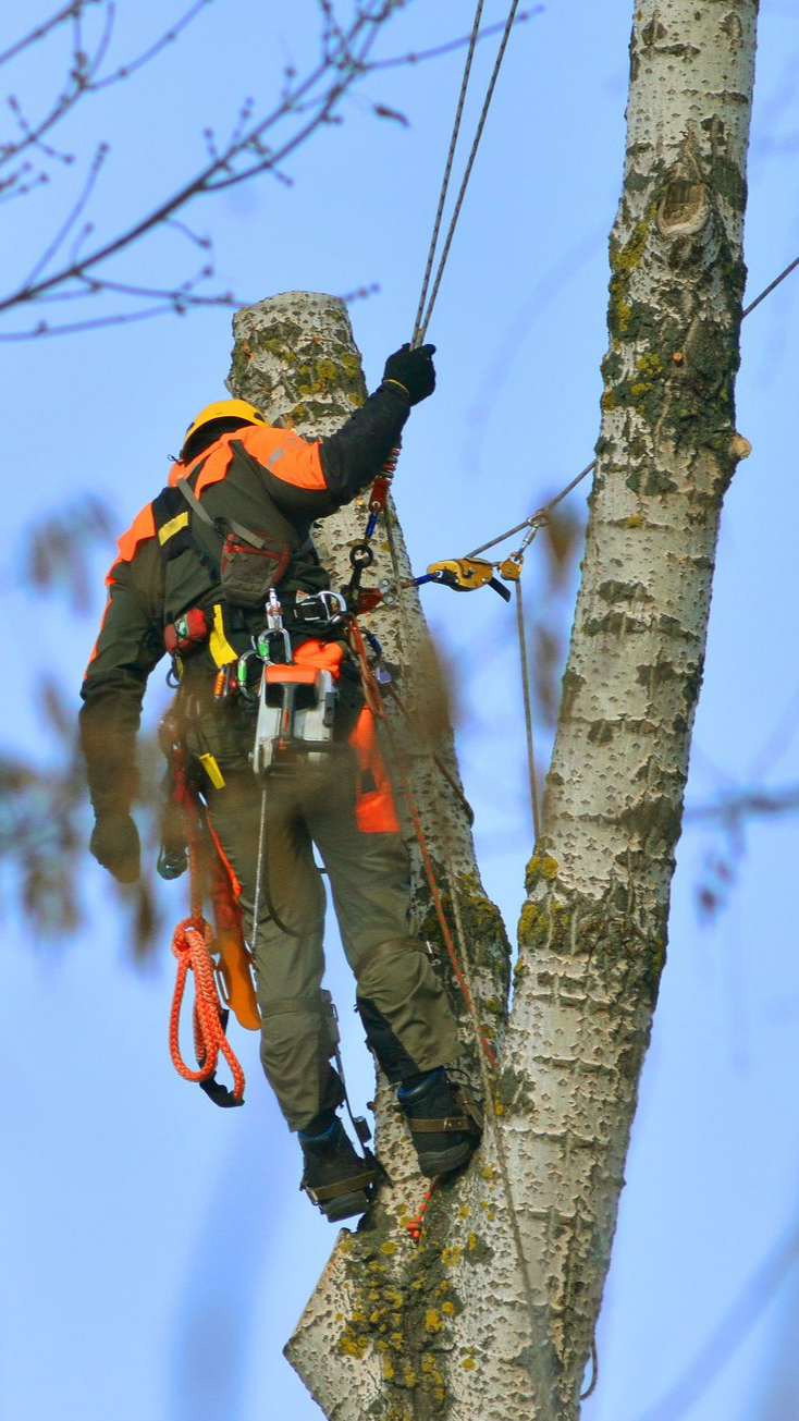 Un arboriste en tenue de sécurité grimpe à un arbre à l'aide de cordes.