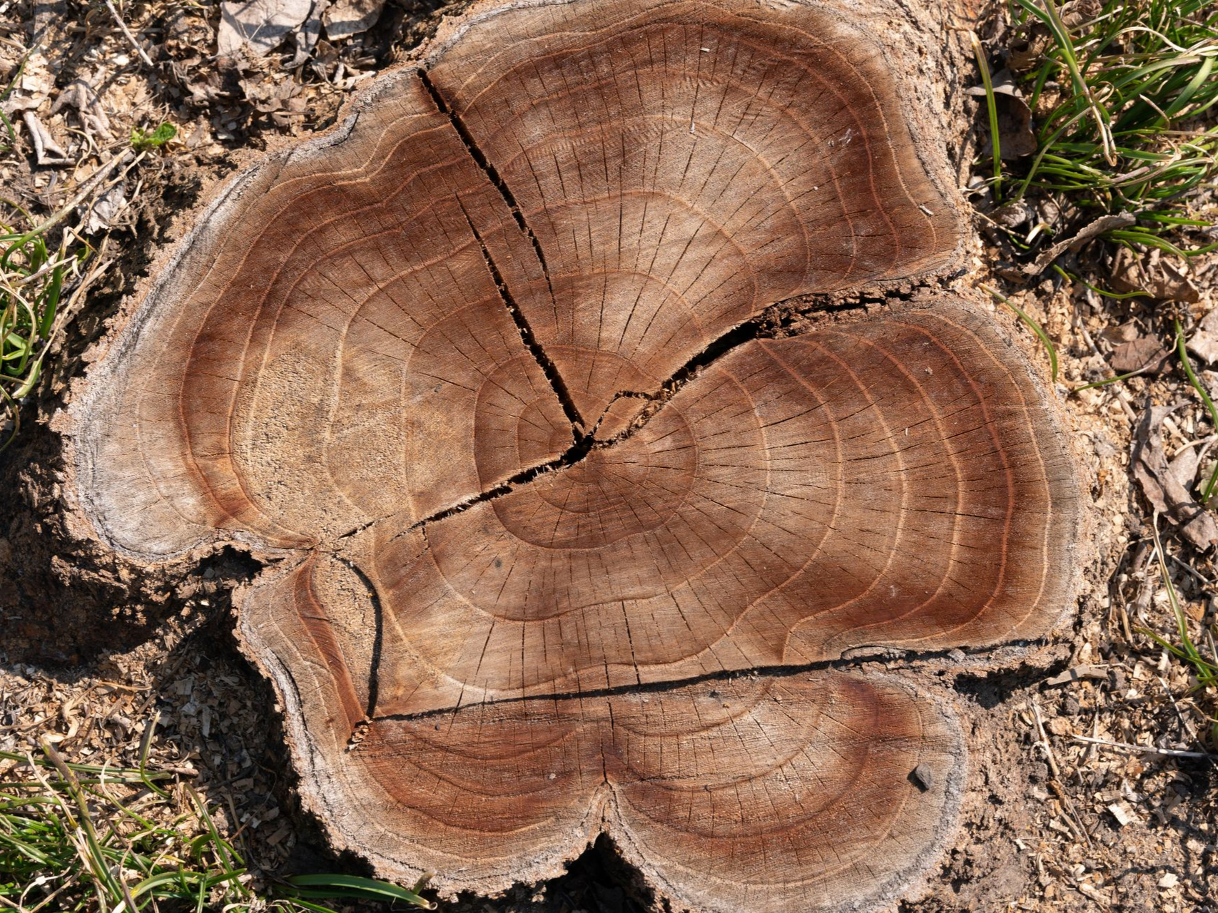 Coupe transversale d'une souche d'arbre, montrant des cernes de croissance concentriques et des fissures, entourée d'herbe et de terre.