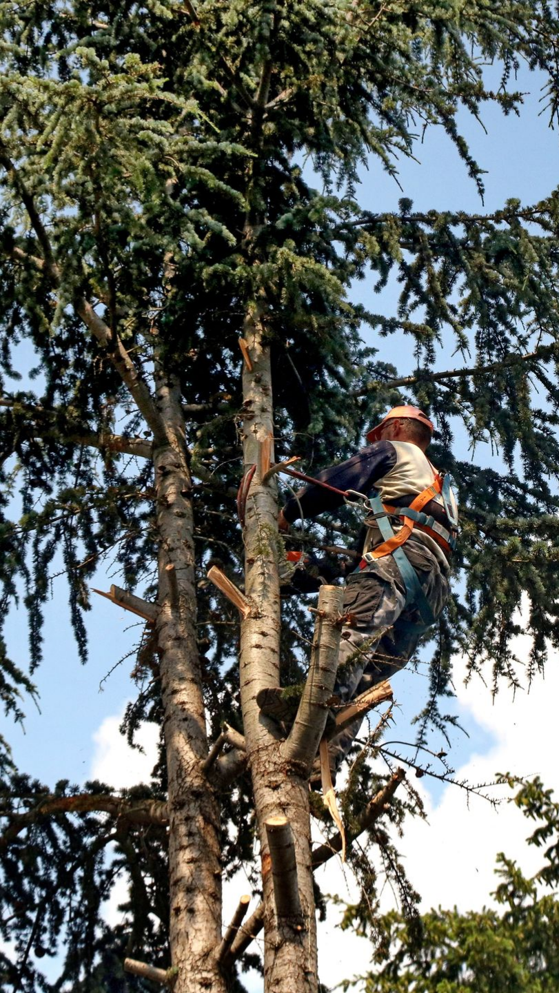 Arboriste dans un arbre, coupant des branches à la tronçonneuse, portant un équipement de sécurité. Ciel bleu en arrière-plan.