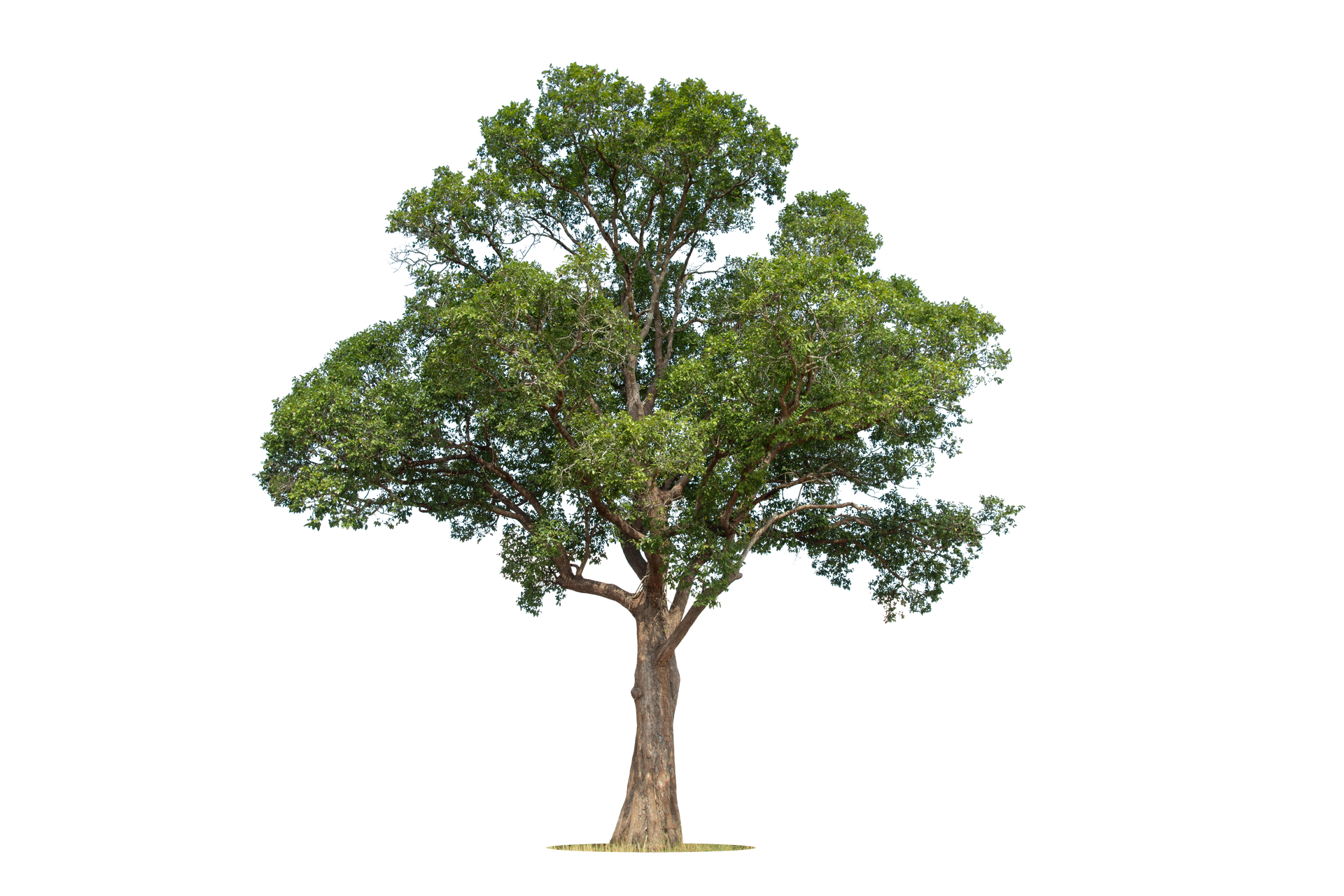 Un grand arbre au tronc épais et à la cime dense de feuilles vertes se détachant sur un fond blanc.