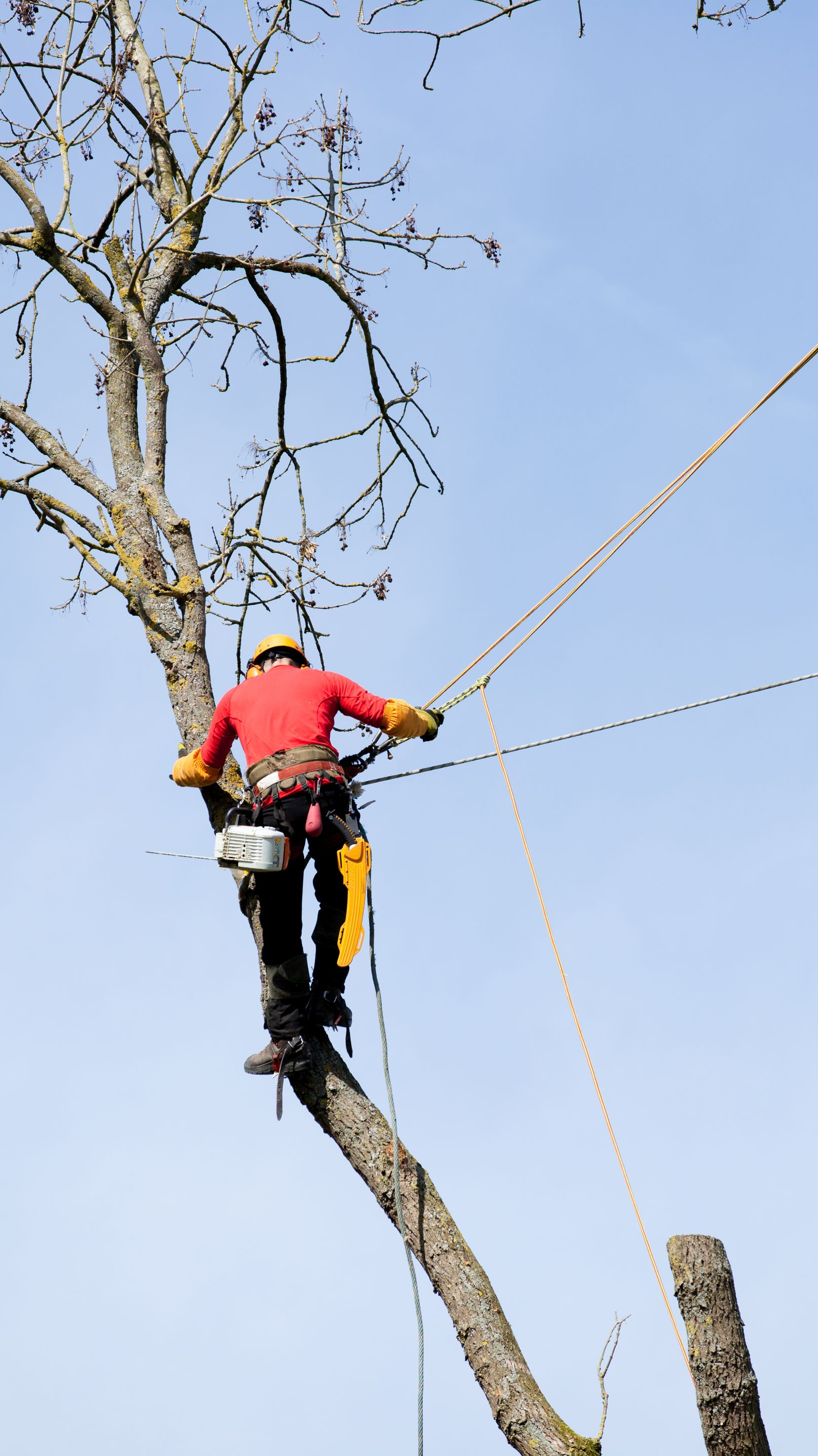 Un arboriste en chemise rouge et équipement de sécurité taille un grand arbre sur fond de ciel bleu.