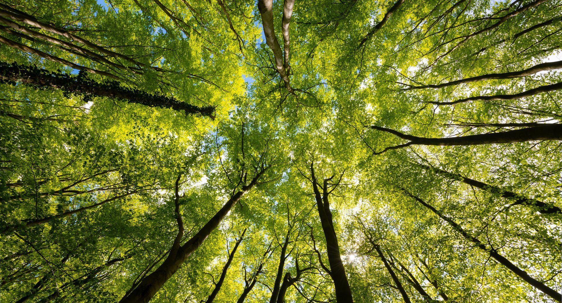 Canopée verte de la forêt, vue vers le haut, la lumière du soleil filtrant à travers les feuilles et les branches.