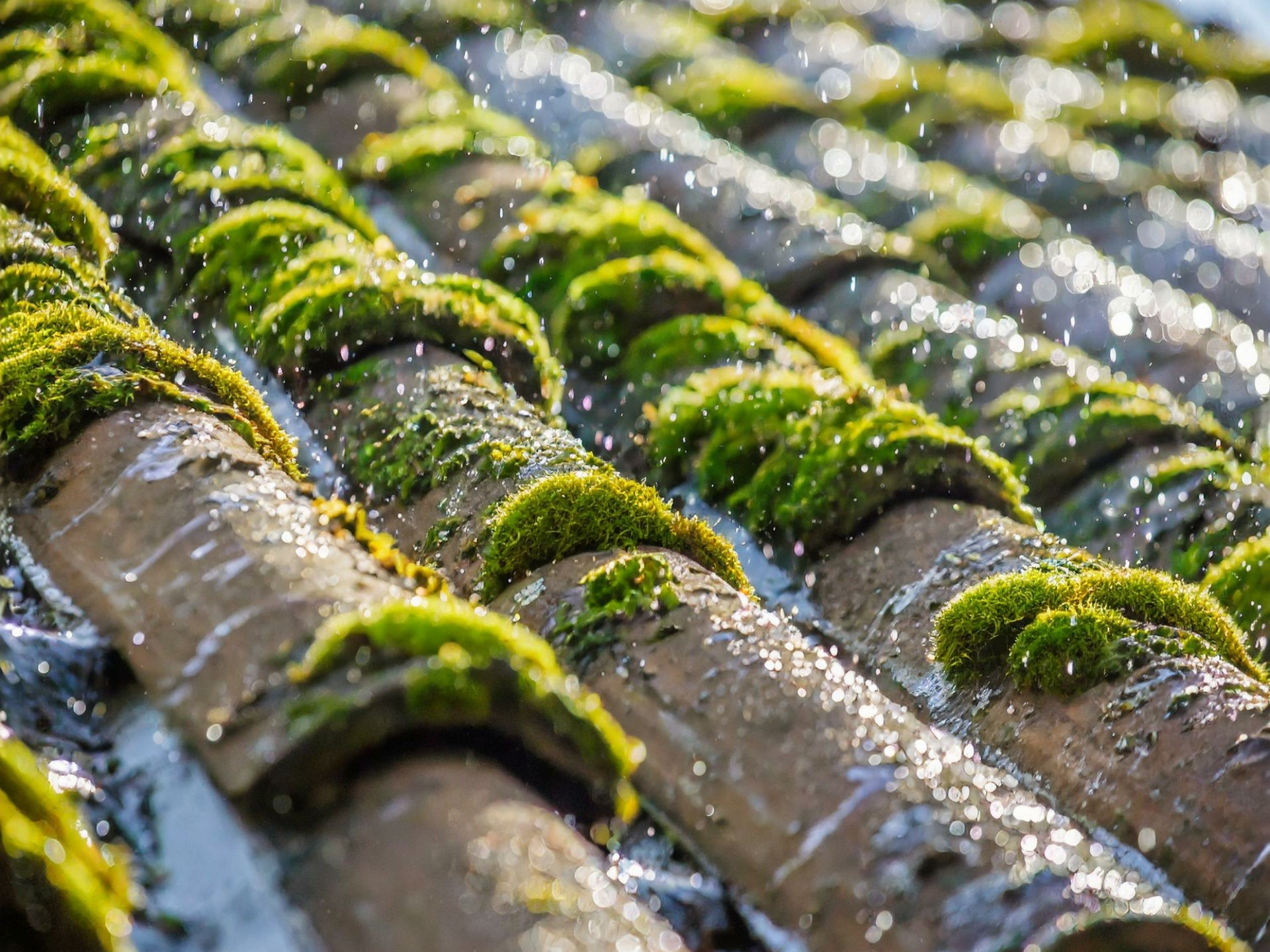 Tuiles de toit en terre cuite recouvertes de mousse, où les gouttelettes d'eau scintillent au soleil.