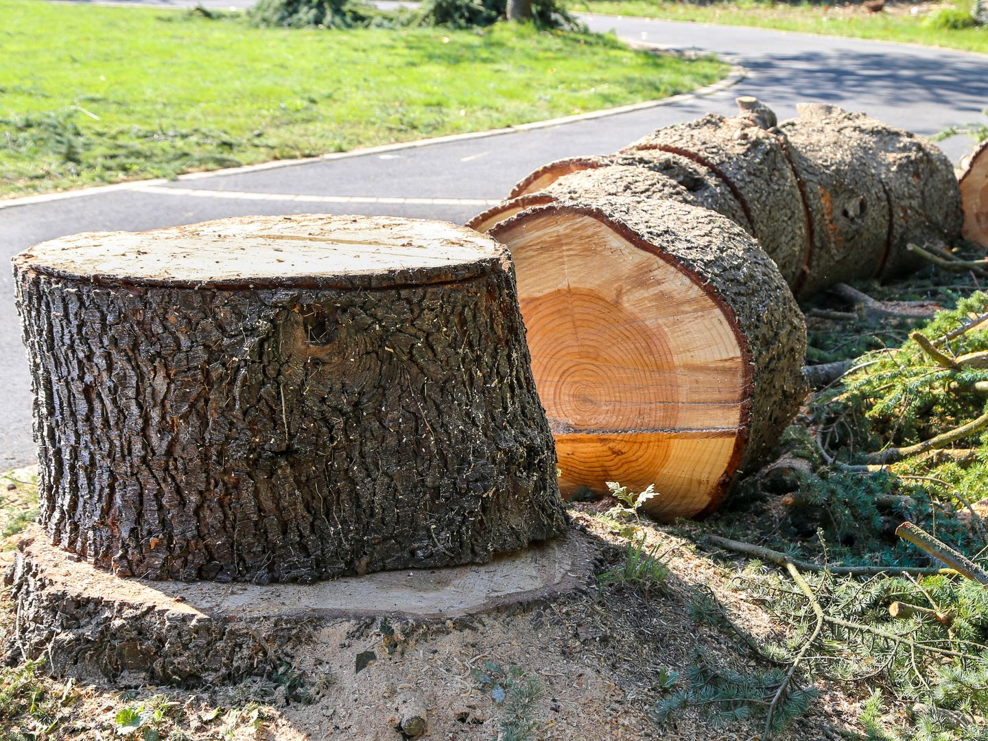 Des troncs d'arbres coupés et une souche sur l'herbe, au bord d'un chemin pavé.