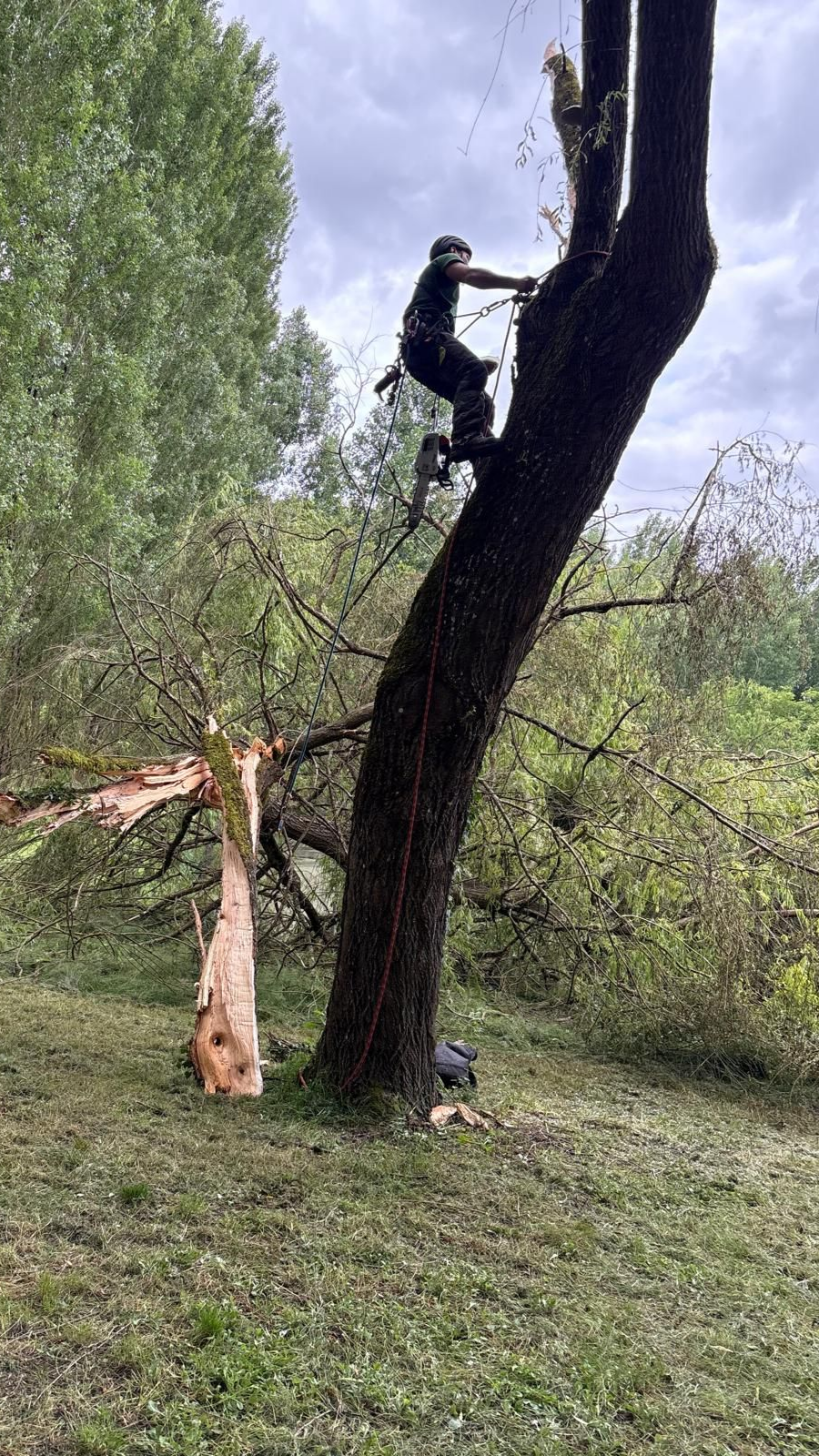Un arboriste, tronçonneuse à la main, coupe des branches dans un arbre. Le tronc est brisé, sur une plaine herbeuse, sous un ciel nuageux.