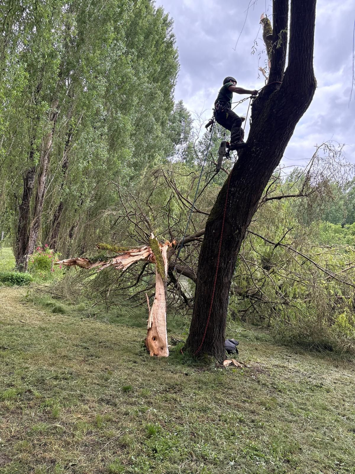 Un élagueur dans un arbre, une branche est tombée au sol