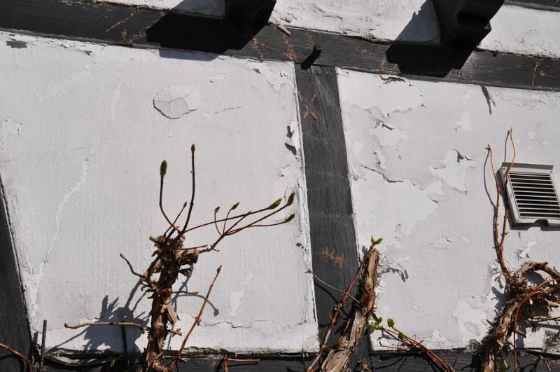 Ein Dach mit ein paar Pflanzen darauf