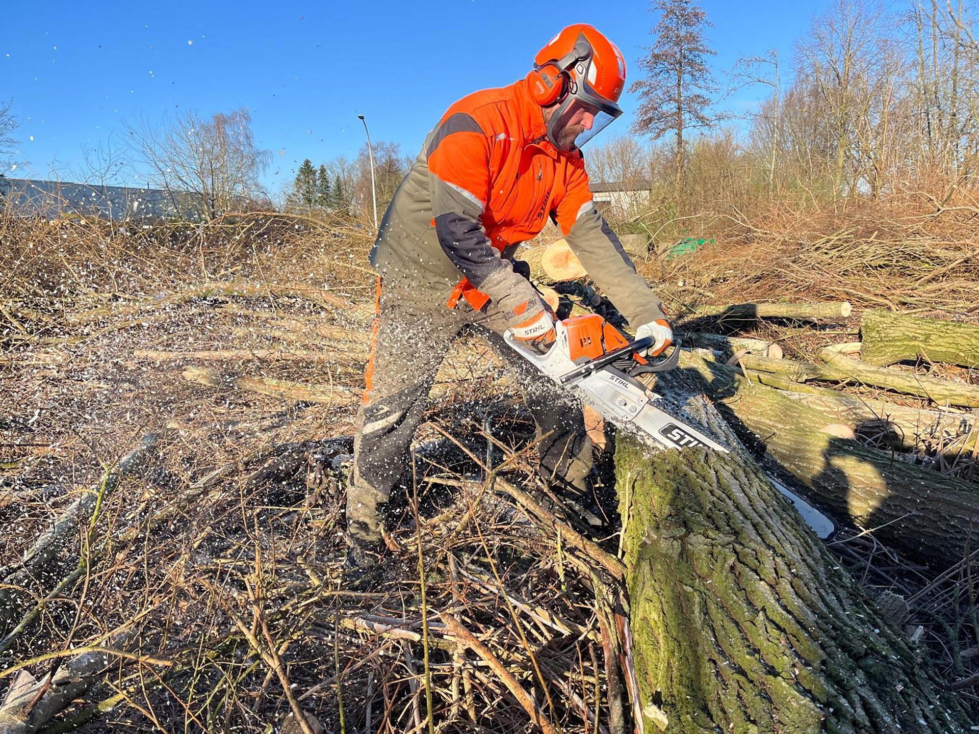 Ein Mann fällt mit einer Kettensäge einen Baum.