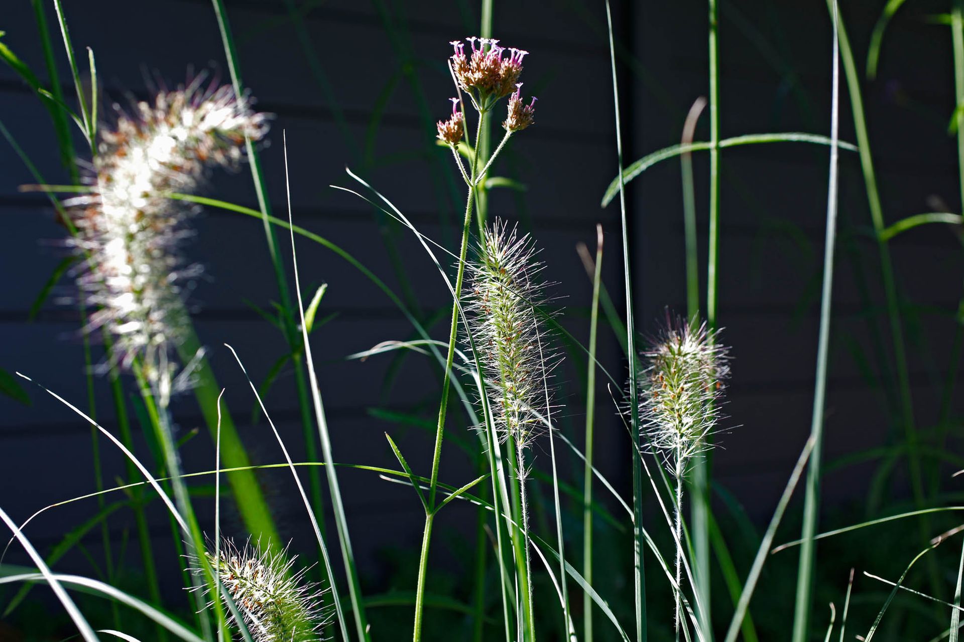 Eine Nahaufnahme einer Pflanze mit dunklem Hintergrund
