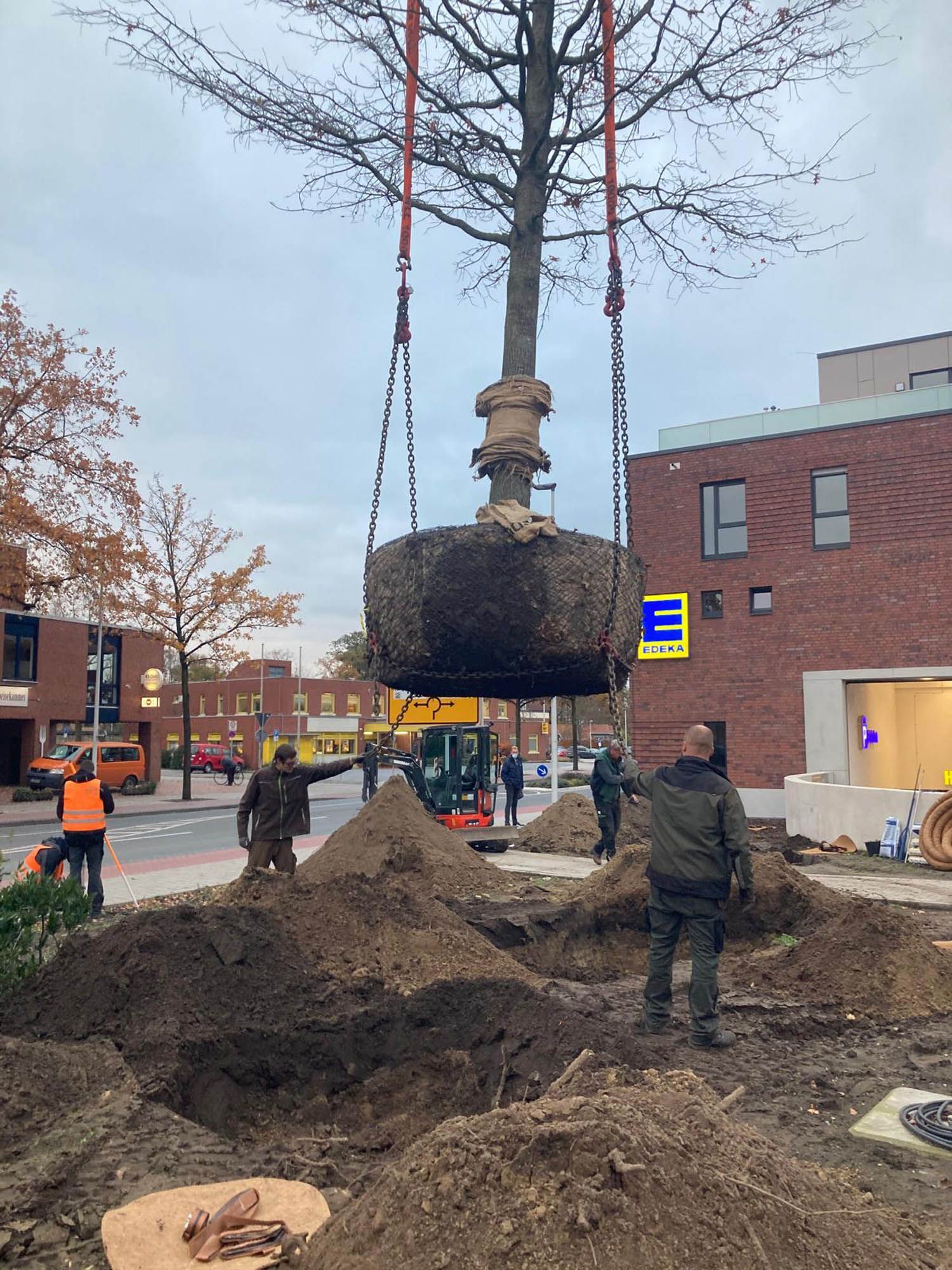 Ein Kran hebt einen Baum in ein Loch im Boden.