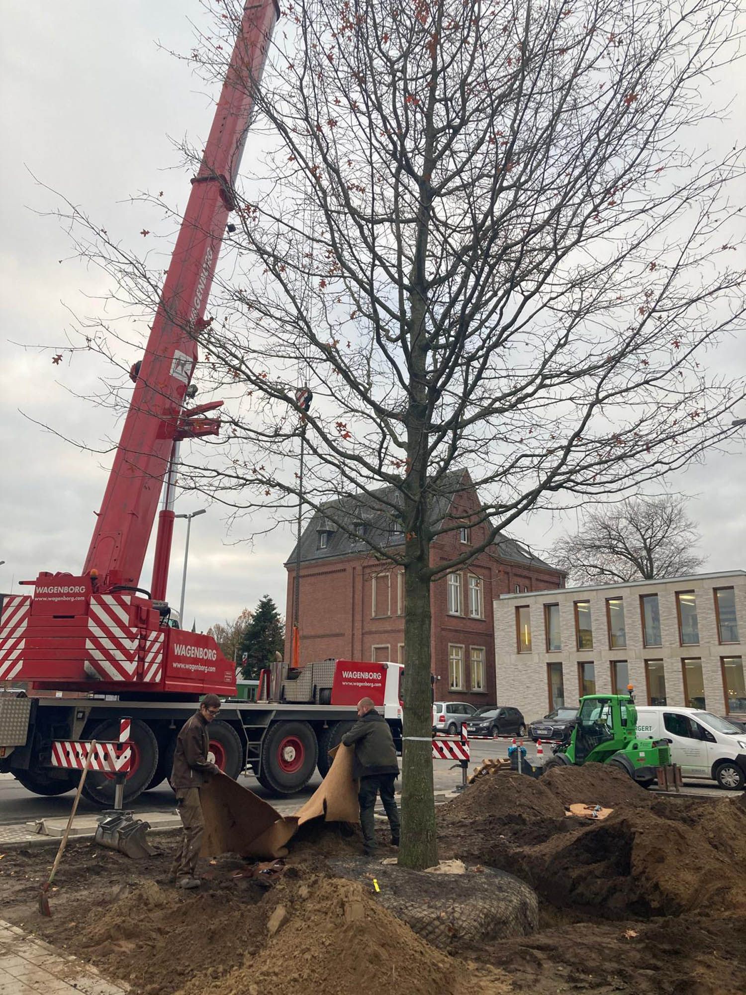 Ein roter Kran hebt einen Baum in die Erde.