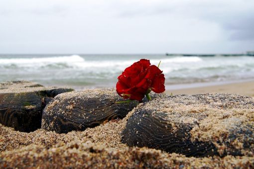 Rote Rose zwischen Steinen am Strand am Meer