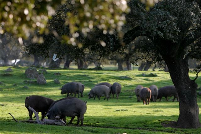 Cerdos negros pastando en un campo de hierba bajo los árboles, bañados por la luz del sol.
