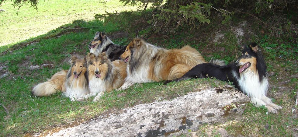 Elevage de Castel d'Oques - Glamour Blustar