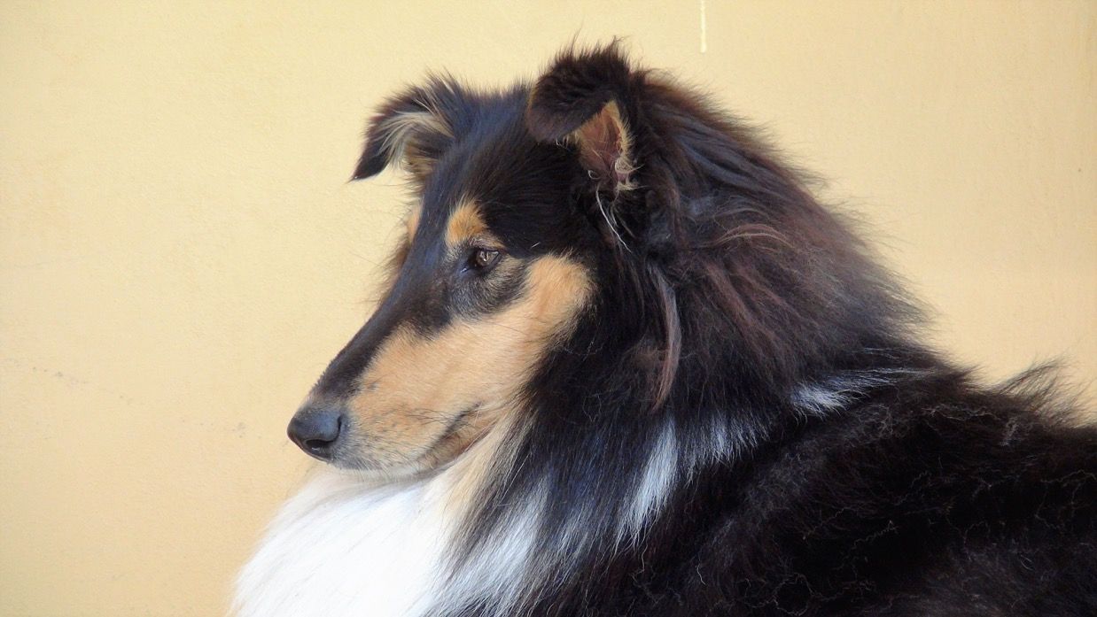 Elevage de Castel d'Oques - Vanille Noire de Castel