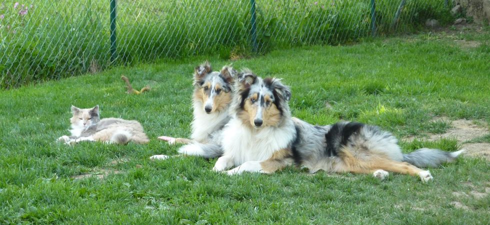 Elevage de Castel d'Oques - élevage de chiots en Suisse