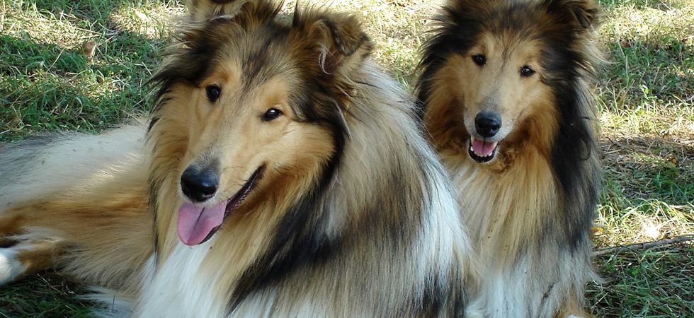 Elevage de Castel d'Oques - animaux a adopter