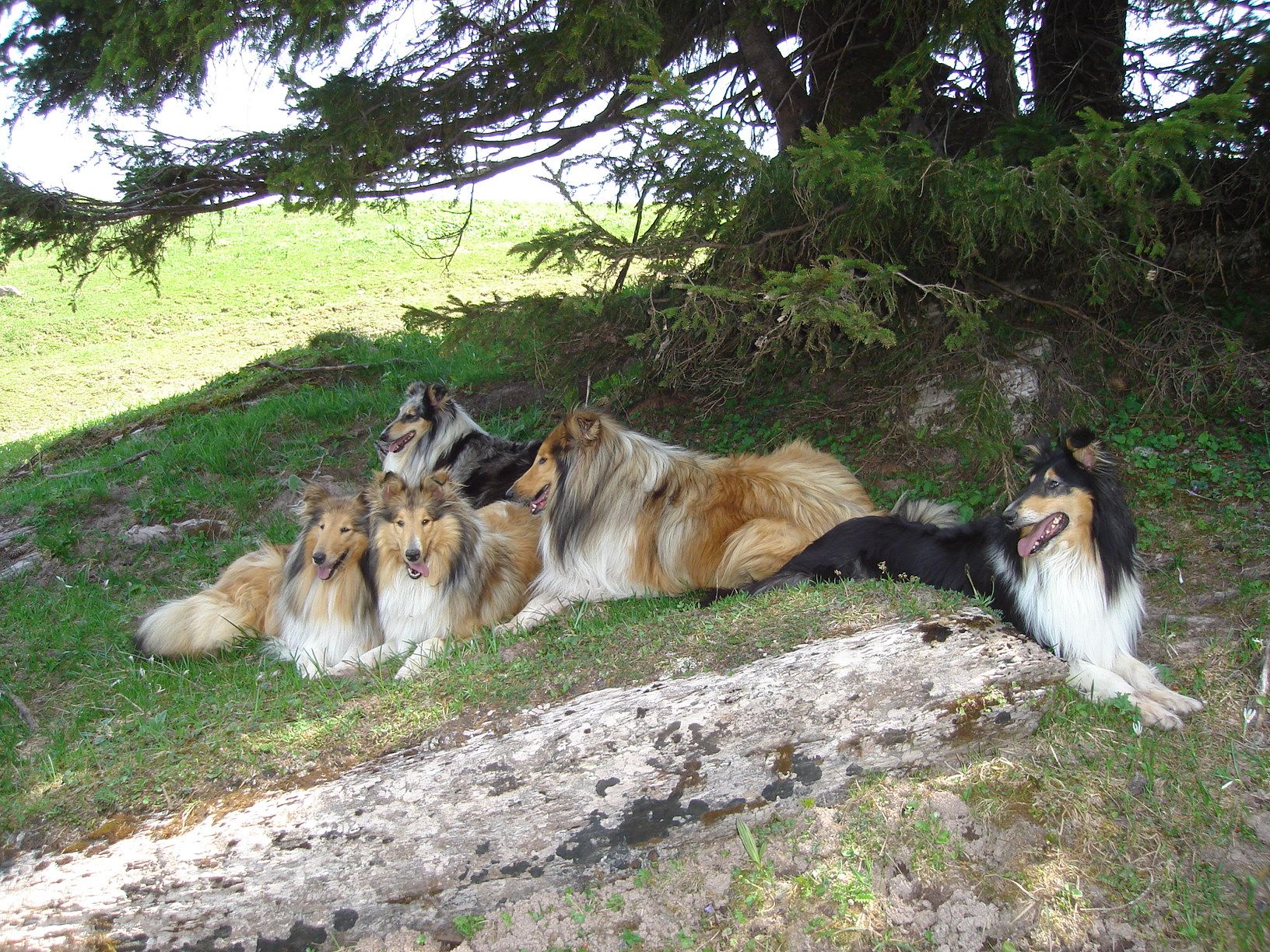 Elevage de Castel d'Oques - Collies