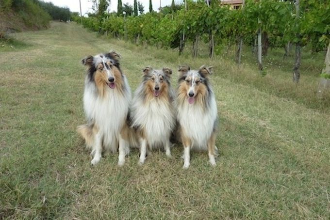 Elevage de Castel d'Oques - Naissance et élevage