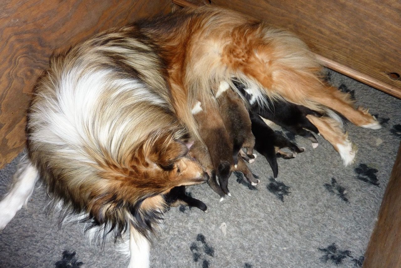 Elevage de Castel d'Oques - élevage de chiens