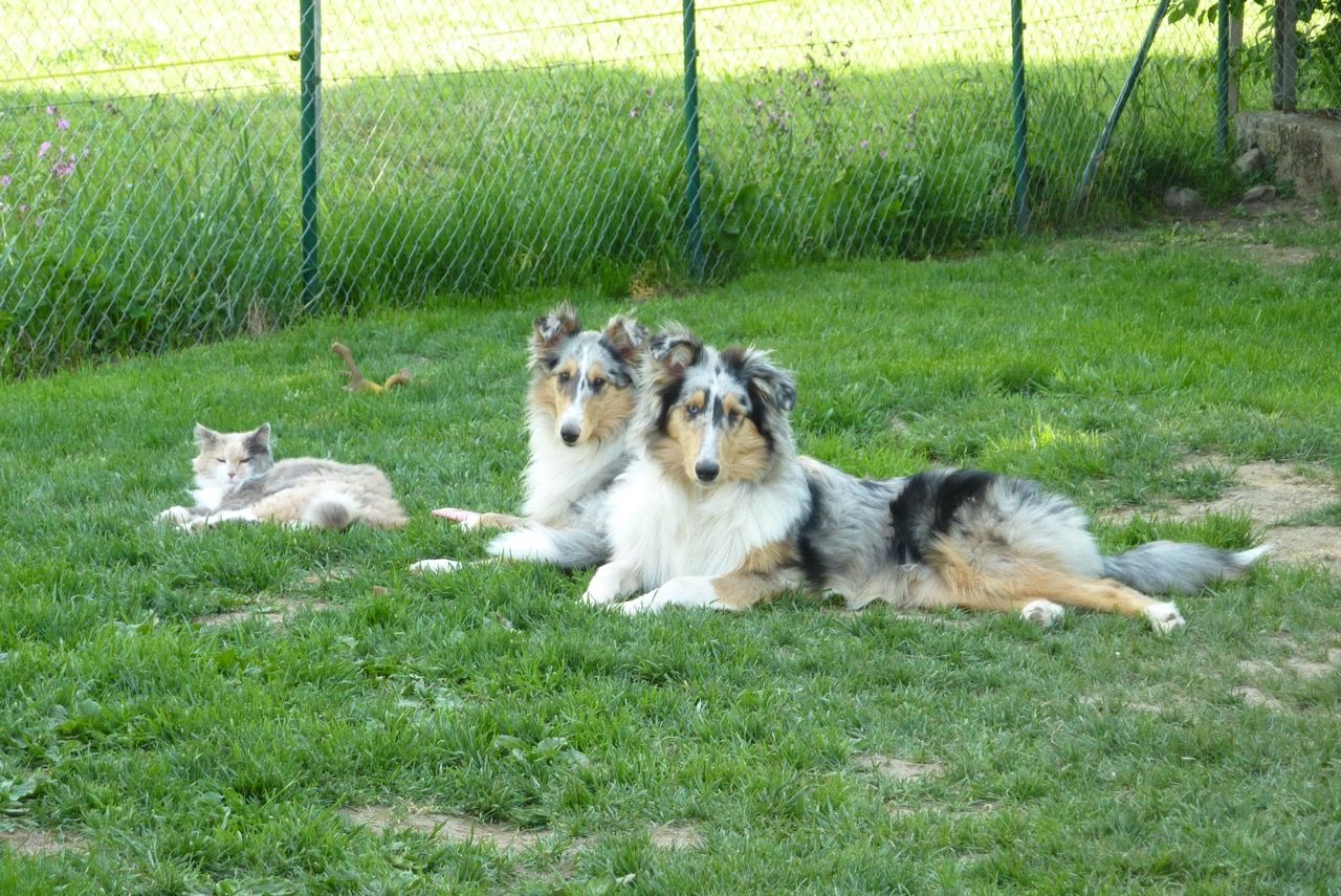 Elevage de Castel d'Oques - chiennes