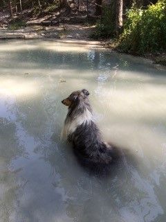 Elevage de Castel d'Oques - Lassi