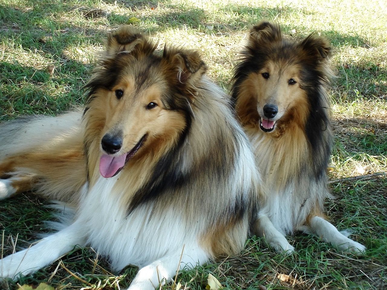 Elevage de Castel d'Oques - Nos jumeaux en compagnie de U2