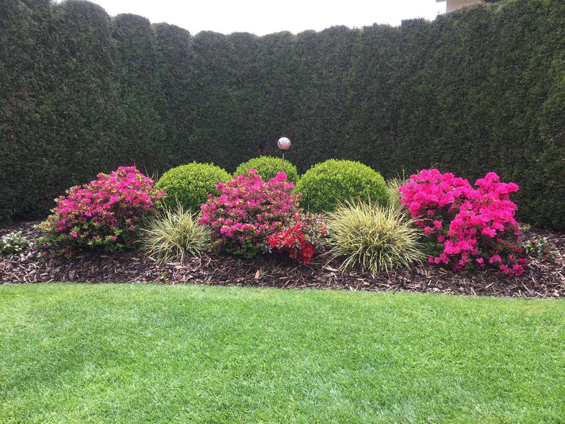 Schnitt Büsche | Keller Garten- & Tiefbau | Gartenbau, Poolbau, Teichbau, Schwimmteichbau & Gartenpflege | Endingen, Aargau