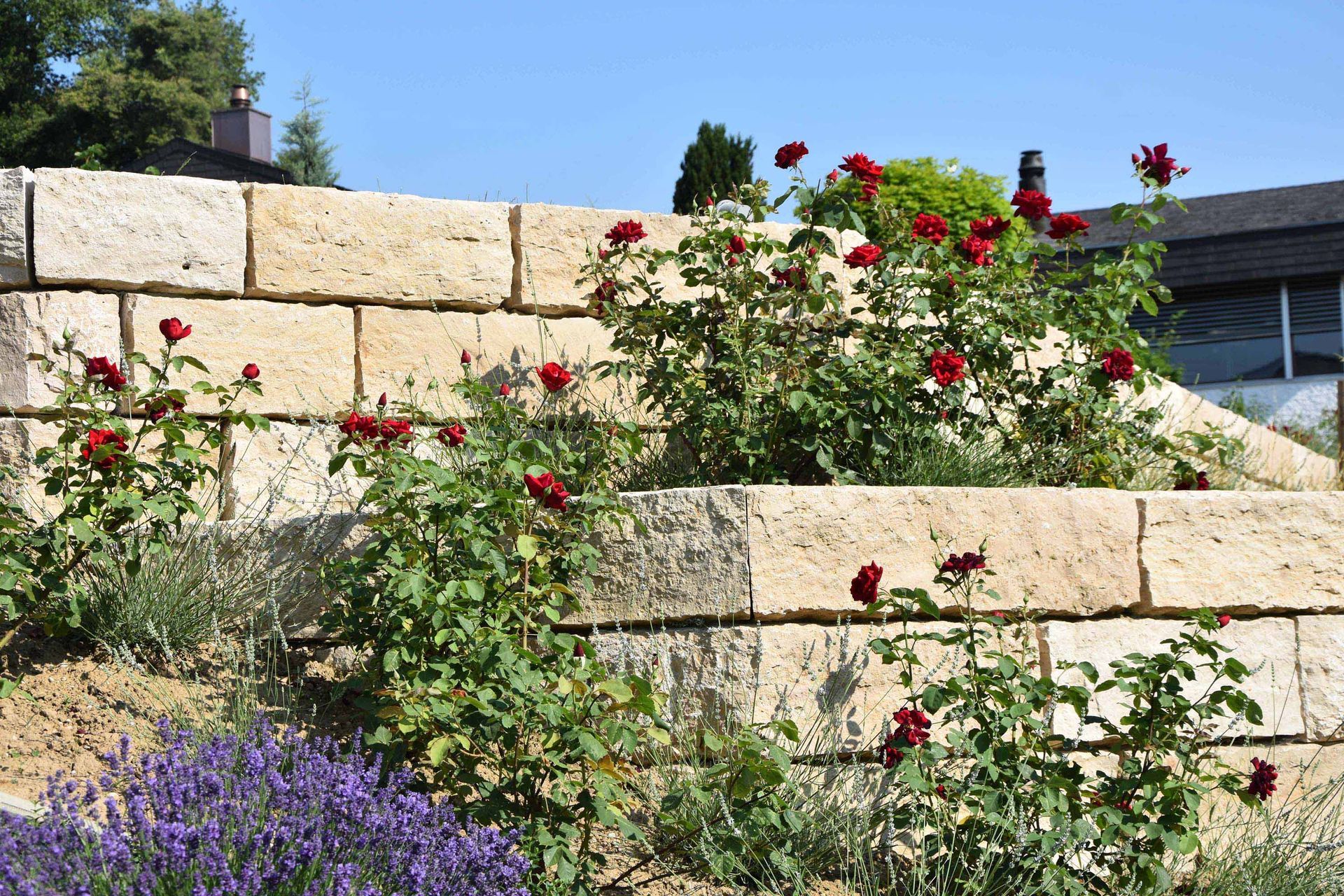 Rosen | Keller Garten- & Tiefbau | Gartenbau, Poolbau, Teichbau, Schwimmteichbau & Gartenpflege | Endingen, Aargau