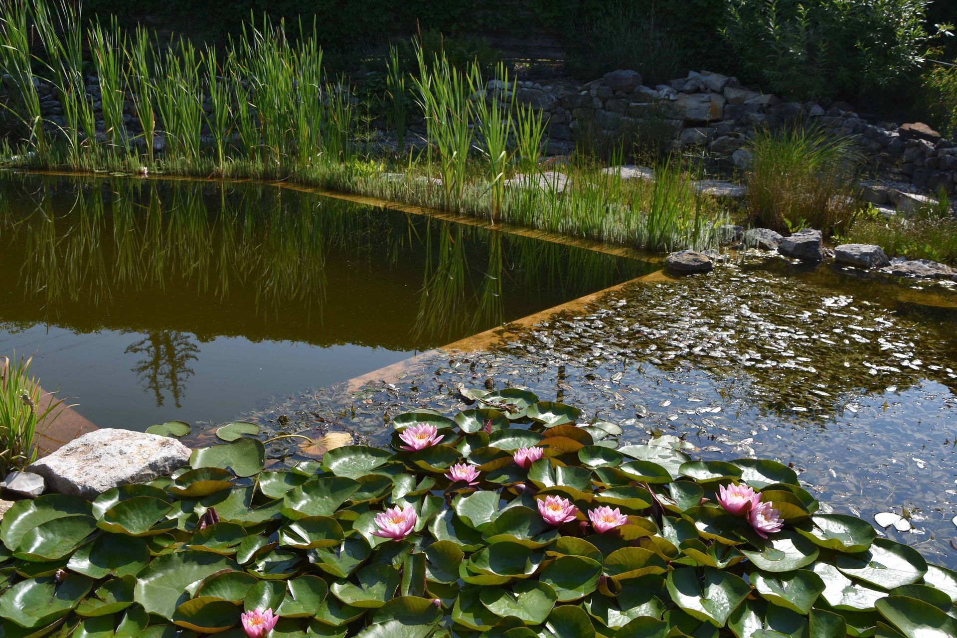 Biologischer Schwimmteich | Keller Garten- & Tiefbau | Gartenbau, Poolbau, Teichbau, Schwimmteichbau & Gartenpflege | Endingen, Aargau