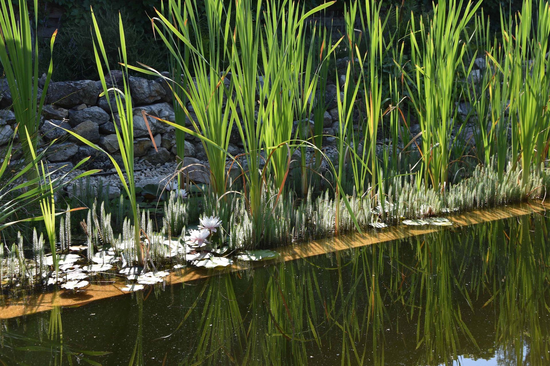Biologischer Schwimmteich | Keller Garten- & Tiefbau | Gartenbau, Poolbau, Teichbau, Schwimmteichbau & Gartenpflege | Endingen, Aargau