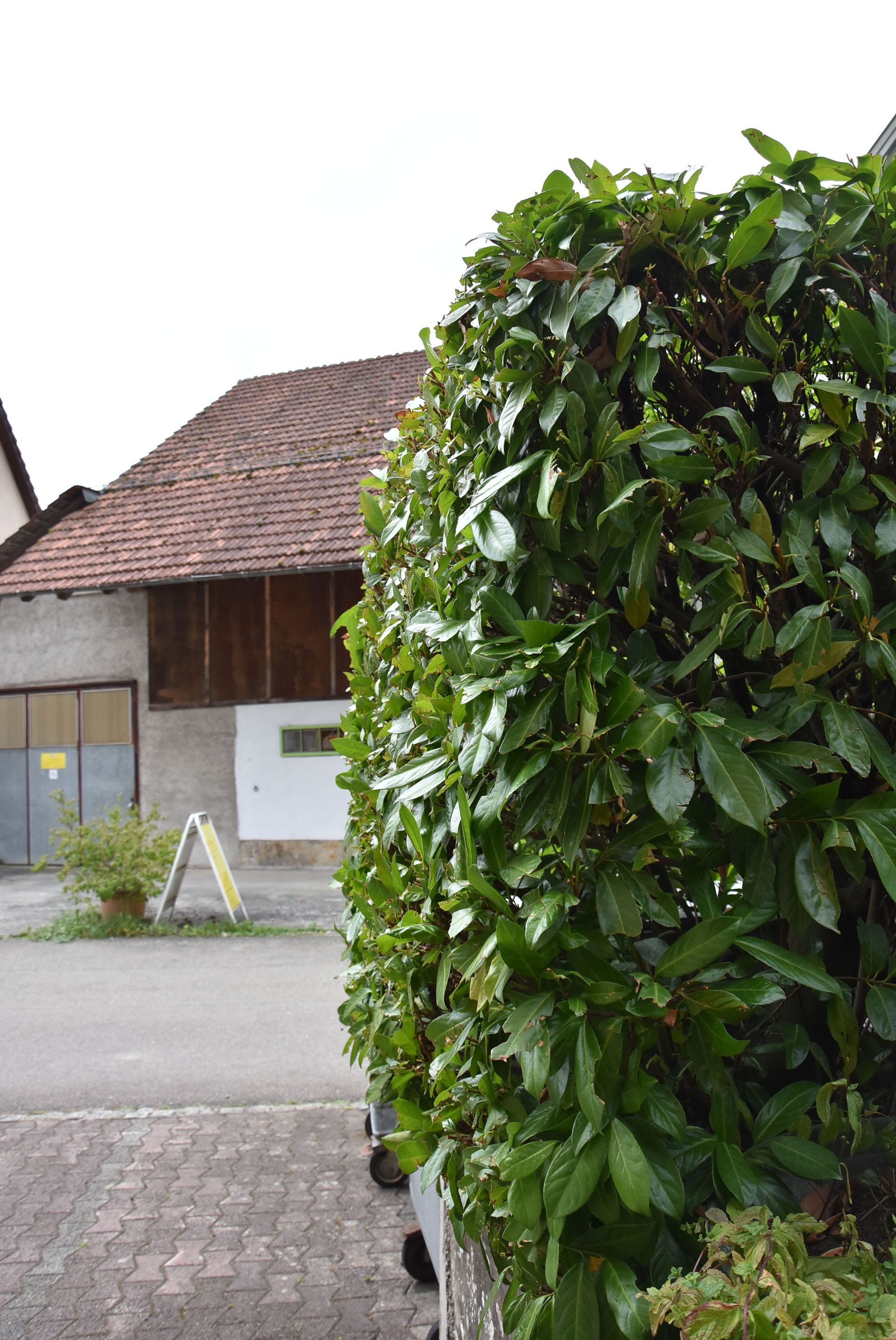 Schnitt Büsche | Keller Garten- & Tiefbau | Gartenbau, Poolbau, Teichbau, Schwimmteichbau & Gartenpflege | Endingen, Aargau