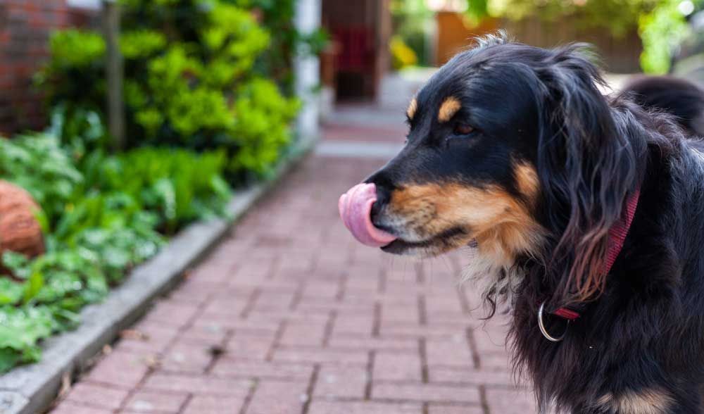 Pension Wilken Bad Zwischenahn