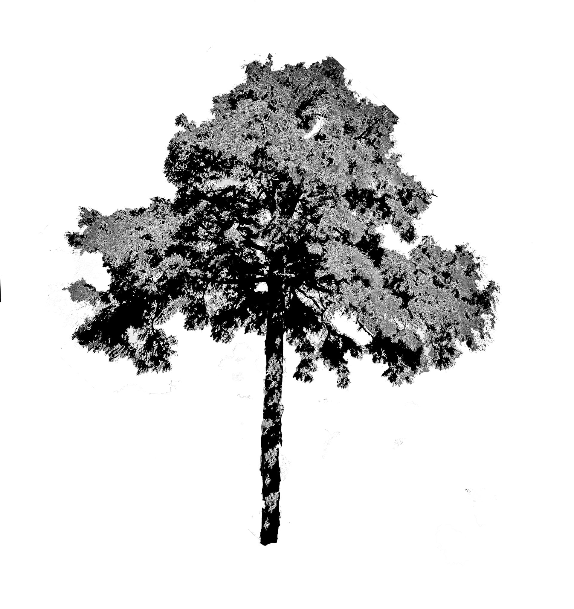 Ilustración en blanco y negro de un pino con un tronco texturizado y una copa completa.