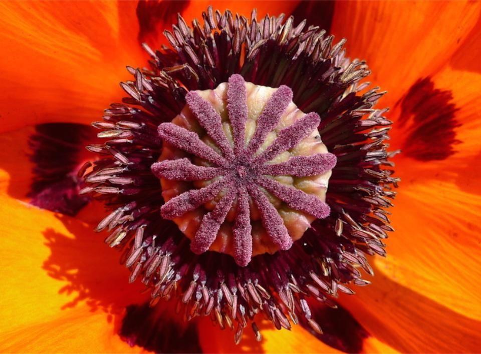 Blume Makroaufnahme Blütenfrucht