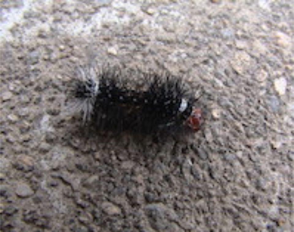 Schwarze Raupe auf Steinboden