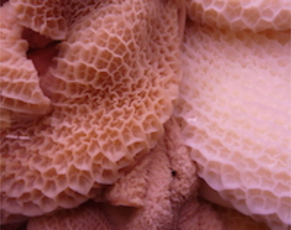 Rosa Wabenartige Oberfläche degen hettenbach & partner