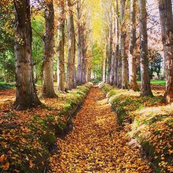 Un camino en medio de un bosque cubierto de hojas.