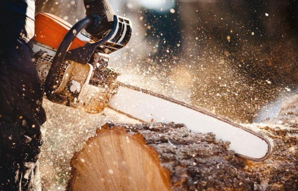 Eine Kettensäge zersägt einen Baumstamm und wirbelt dabei Holzspäne und Sägemehl im Sonnenlicht auf.