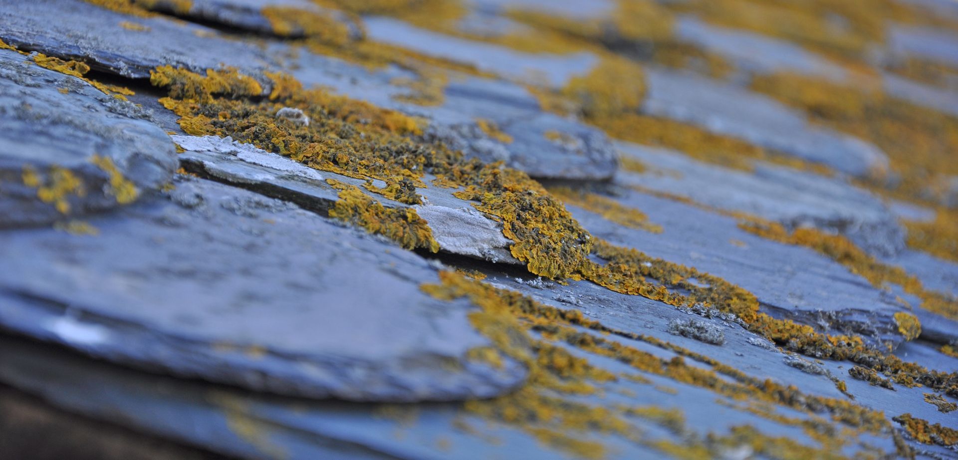 Gros plan sur des tuiles en ardoises bleues recouvertes de lichens ou de mousse.